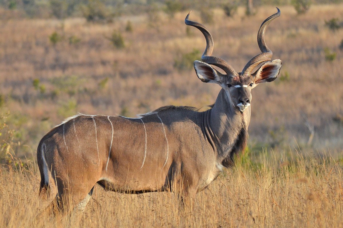 social - Adventure - Ruaha