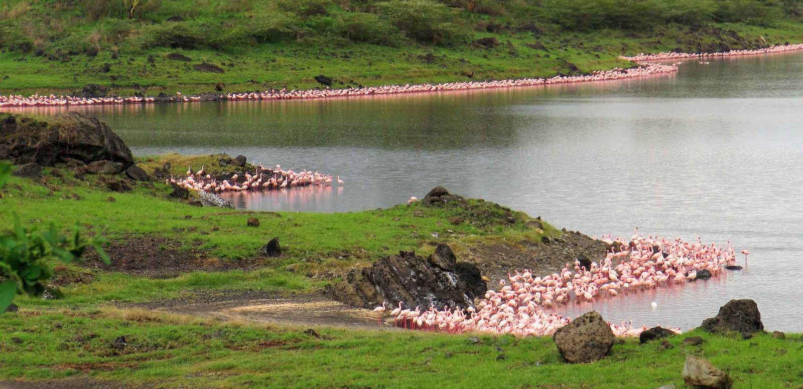 social - Safari - Arusha