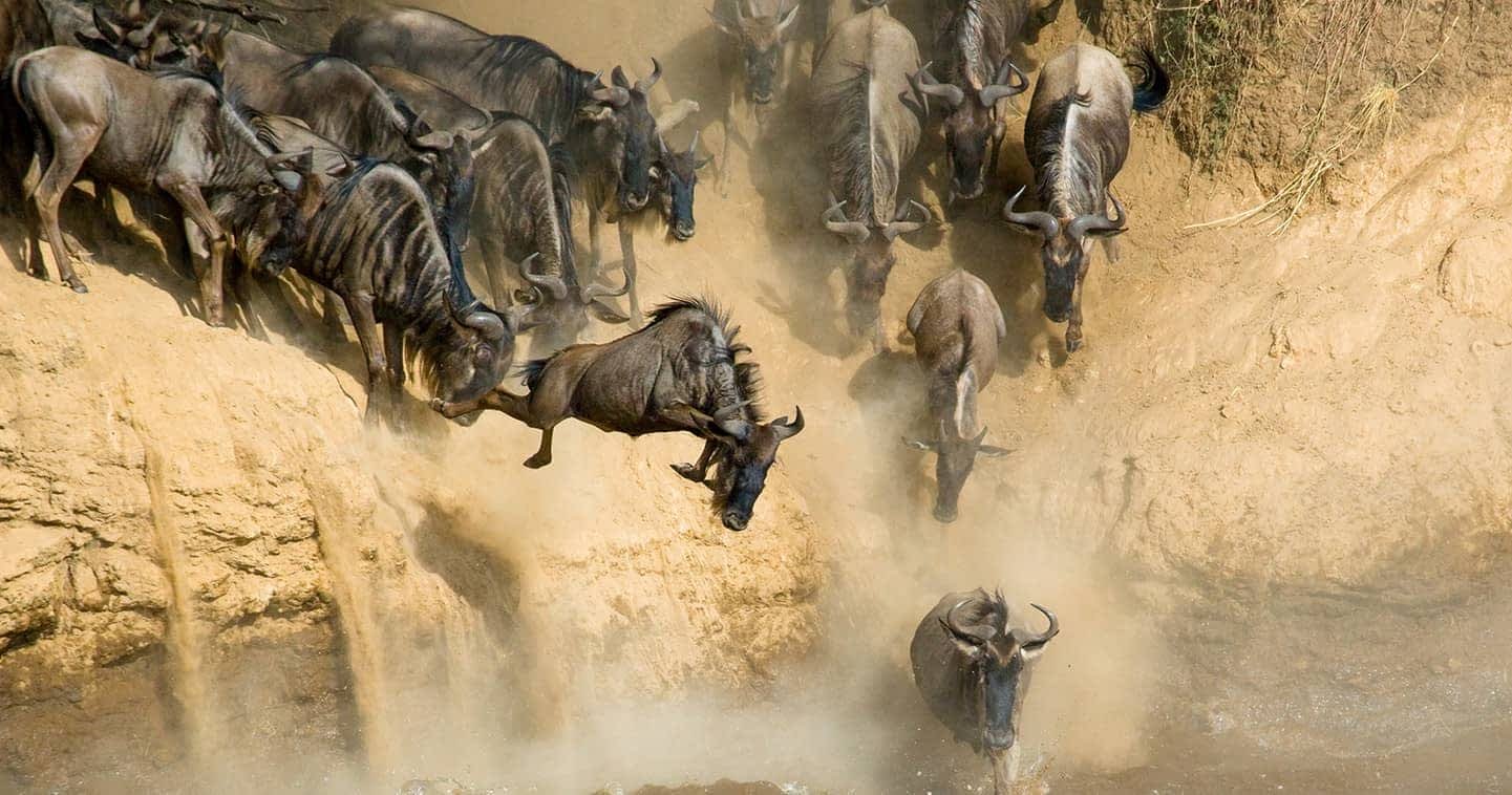wildebeet - serengeti - Social