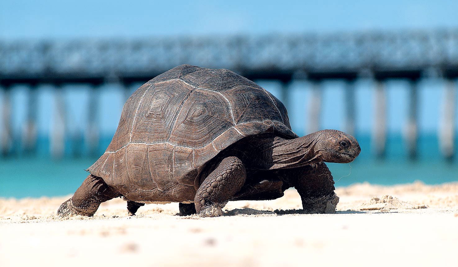 sea turtle