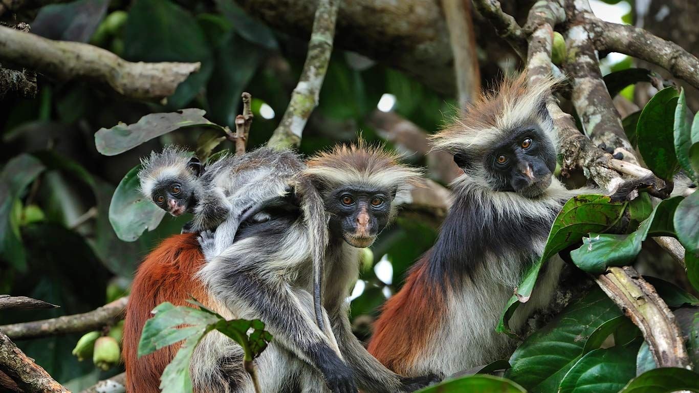 zanzibar - Jozan - Forest