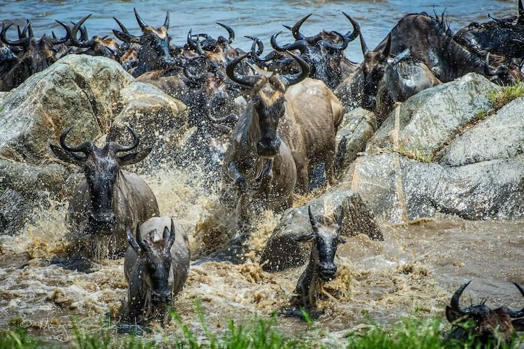 Mara crossing (1)