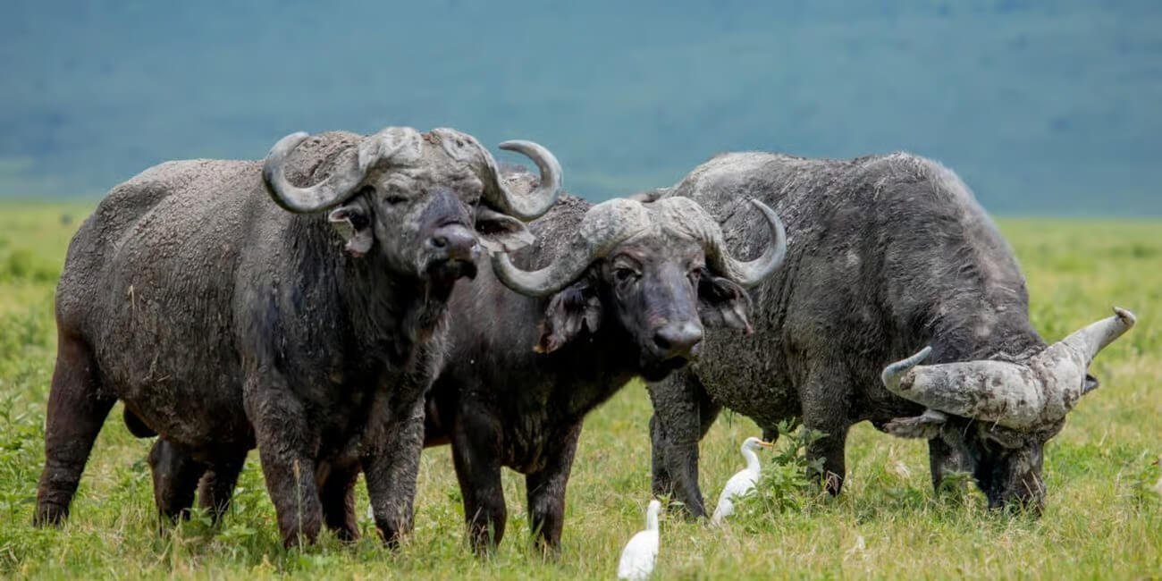 Ngorongoro Big Buffalo