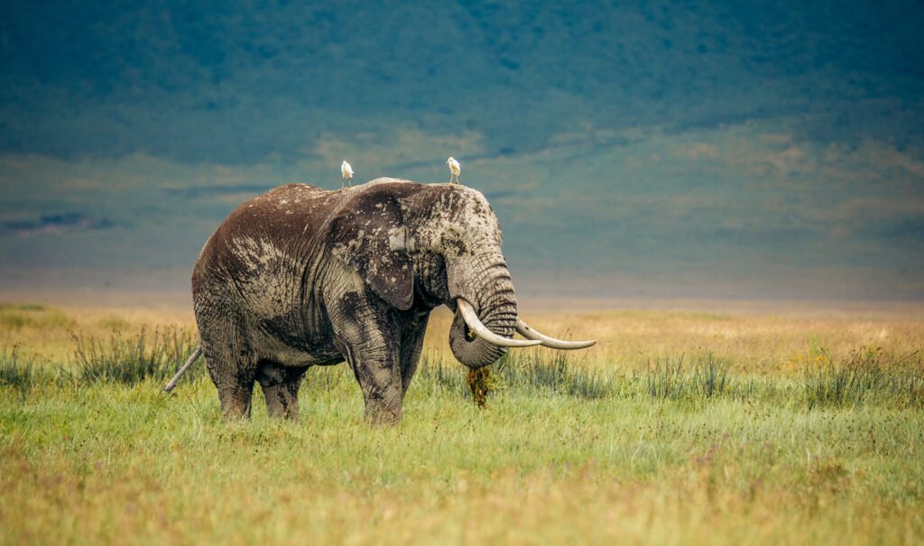 Ngorongoro big elephant