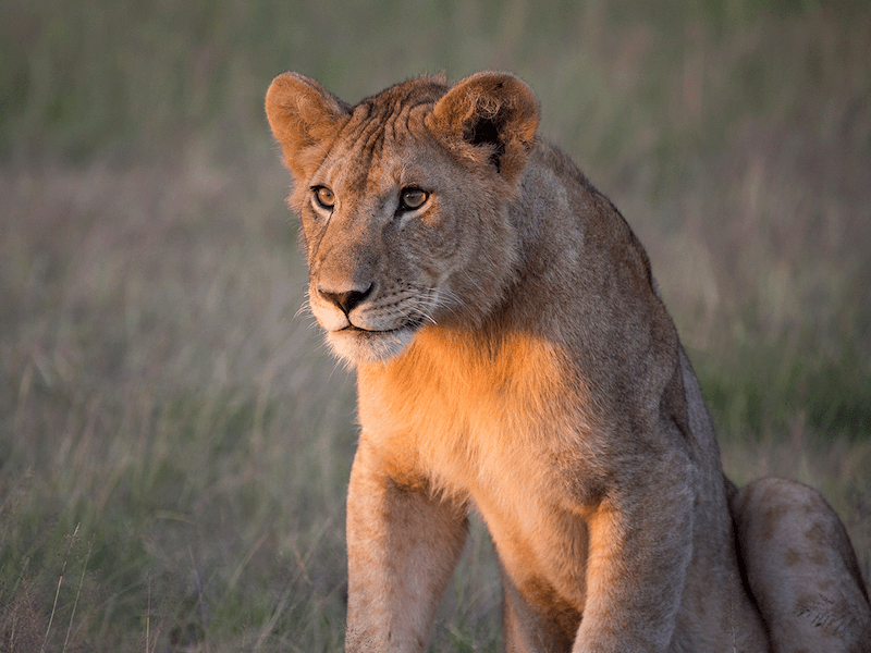 Tanzania ruaha national parlk