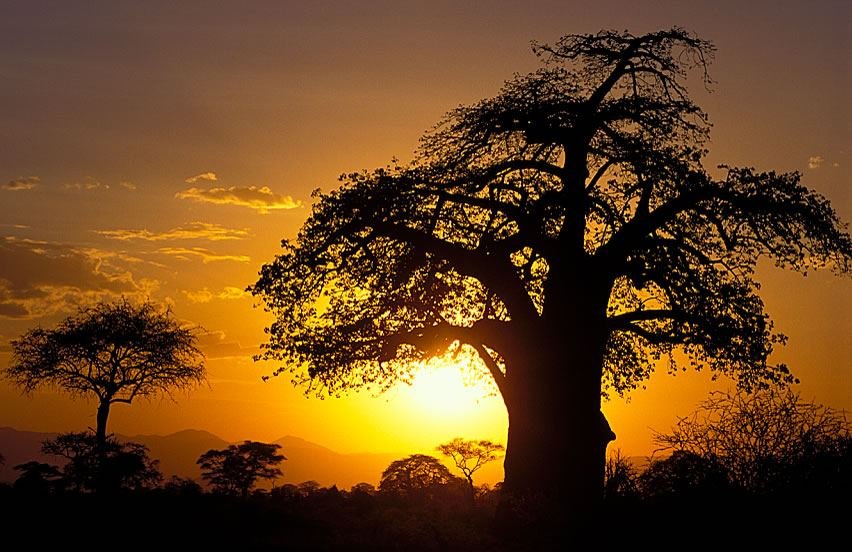 Tarangire