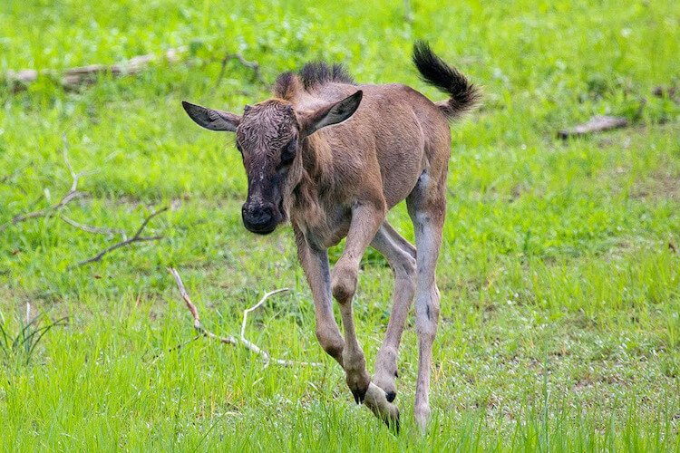calf wildebeest