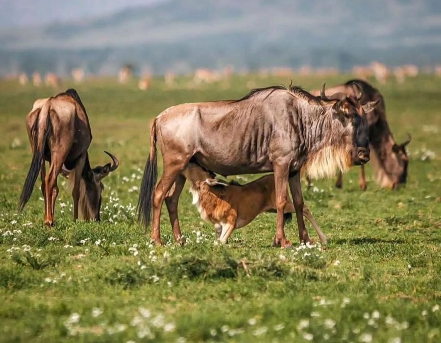 calving ndutu