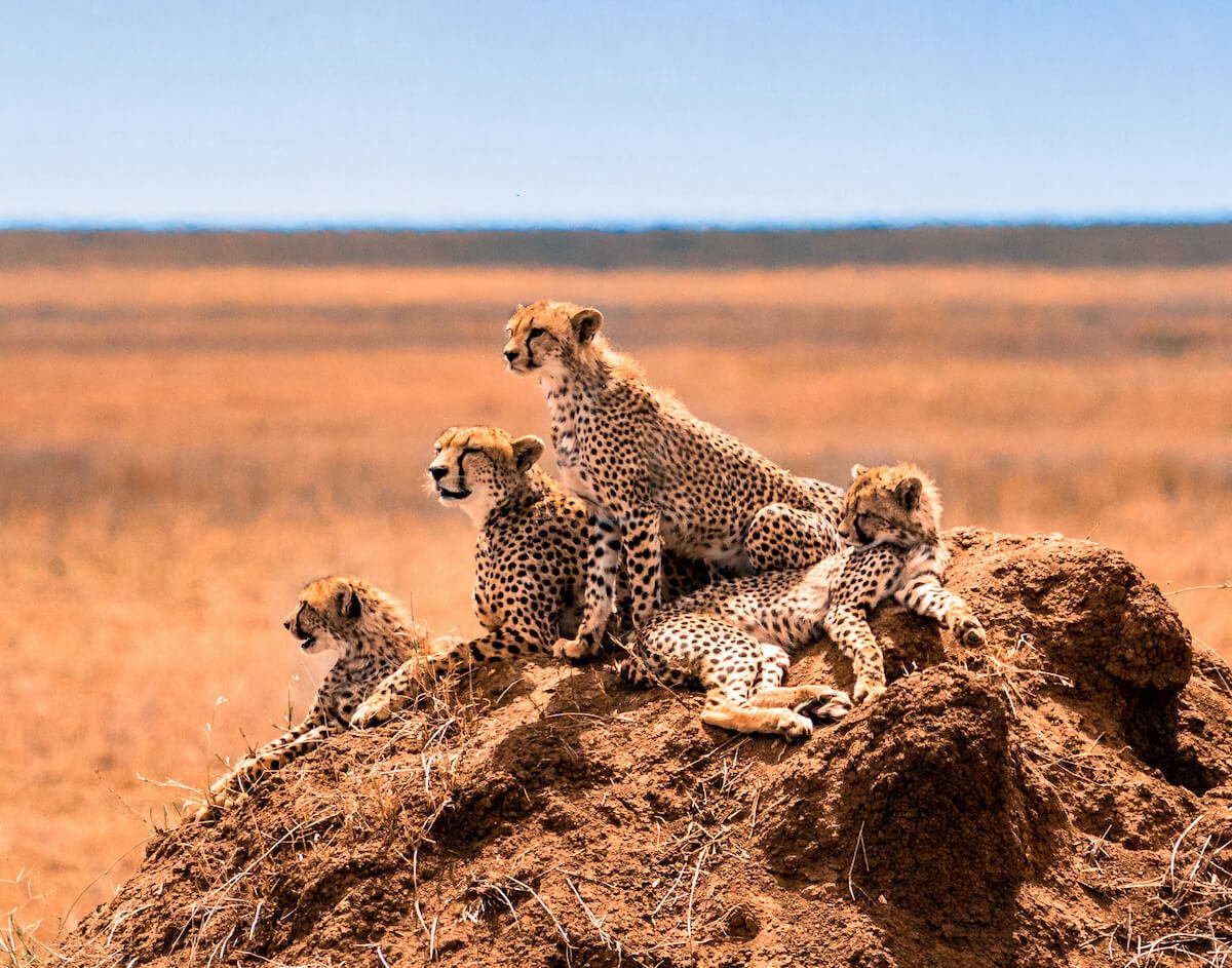 cheetah (1)
