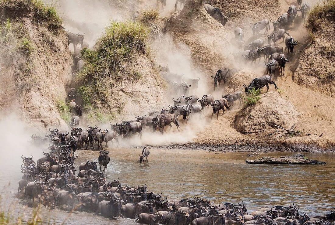mara river migration