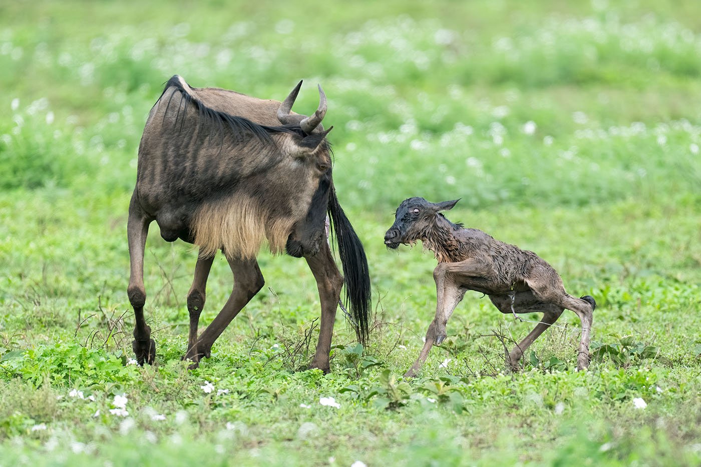 migration calving