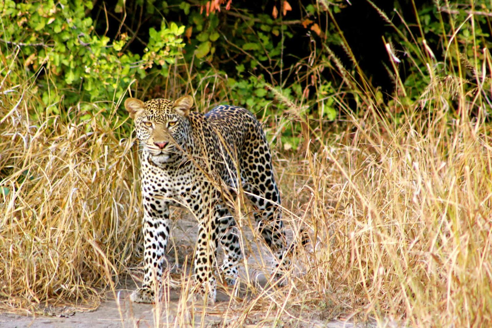 ruaha national park