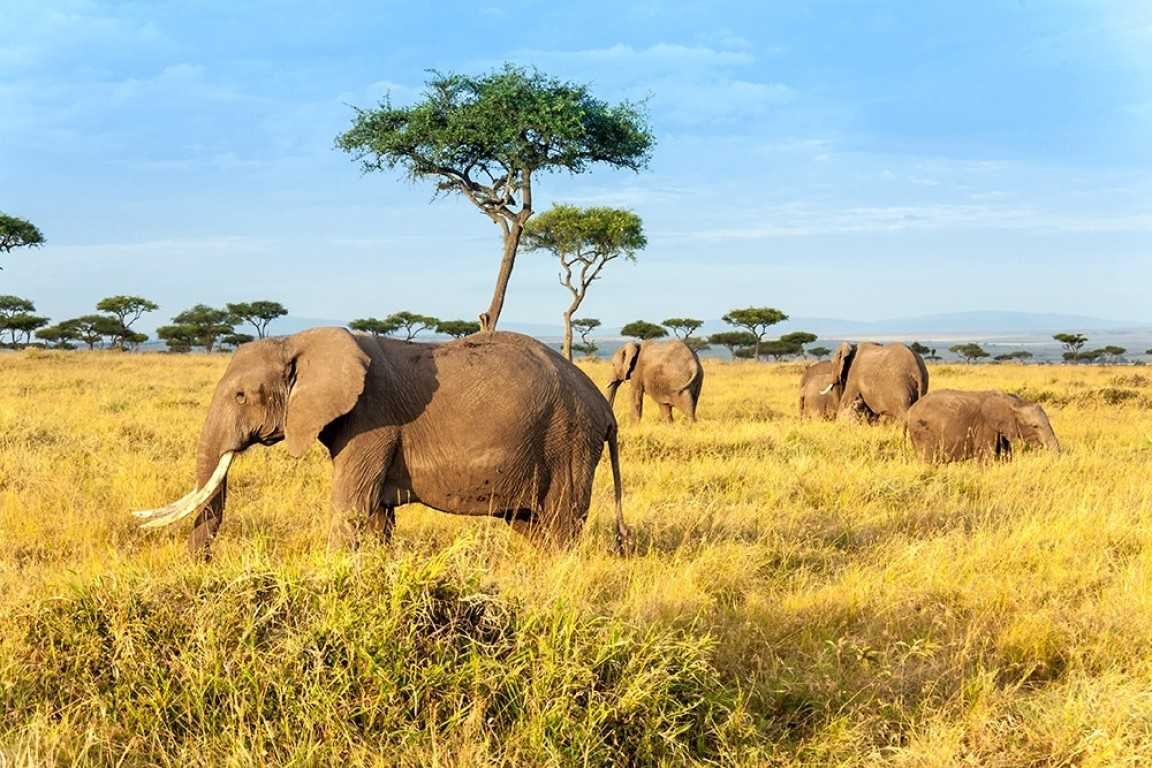 safari tz