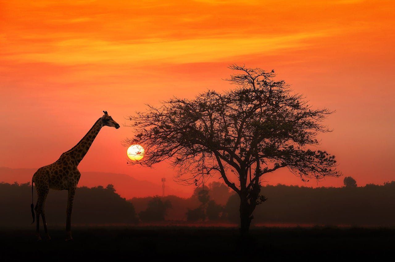 selous safaris