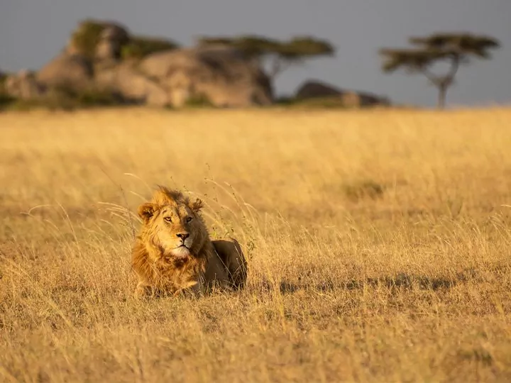 serengeti and ngorongoro