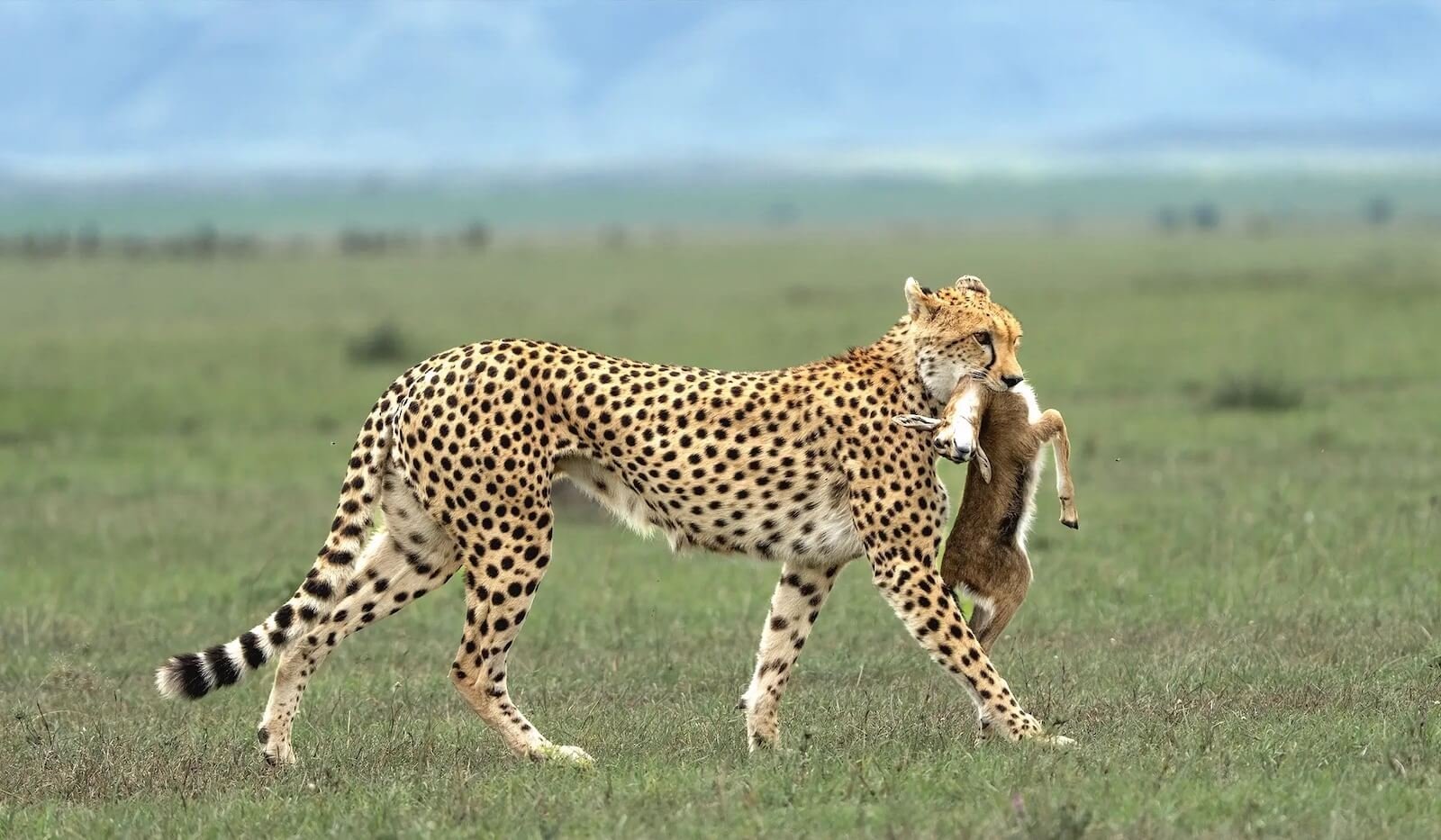 serengeti national park