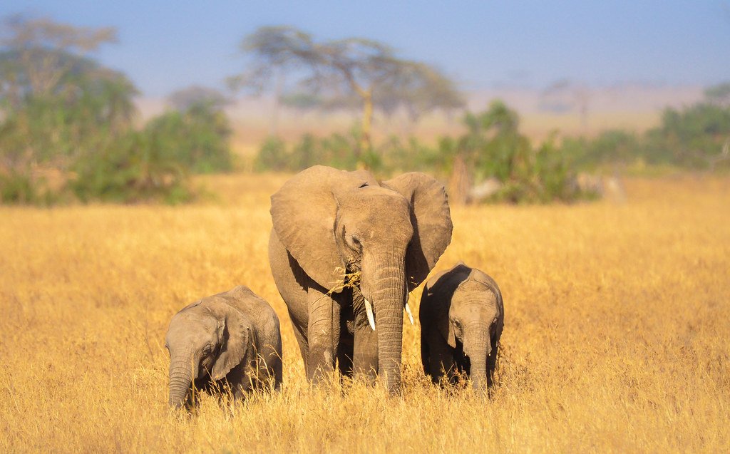 serengeti national park