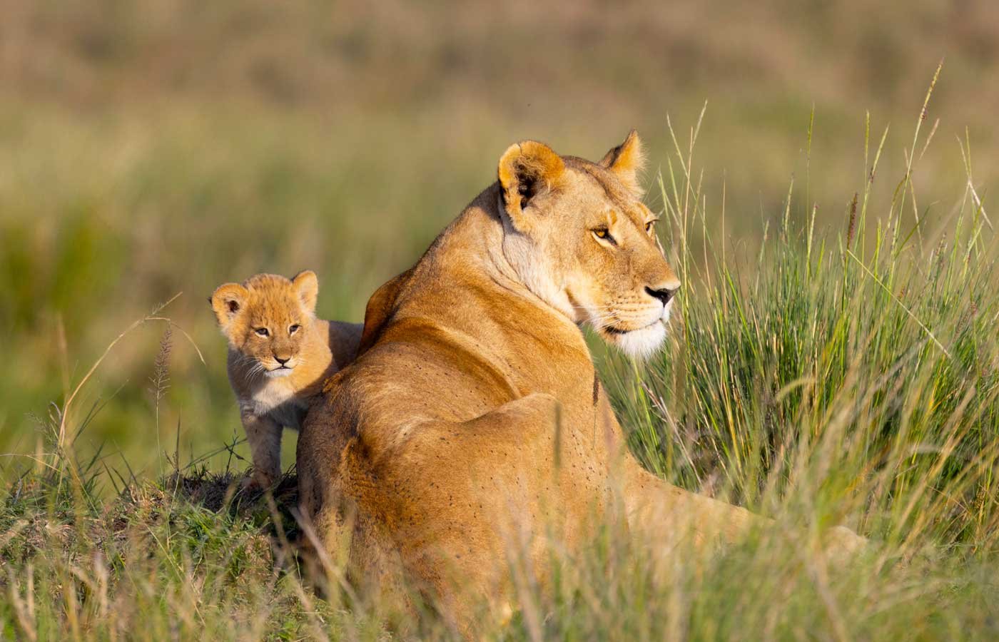 serengeti national parks