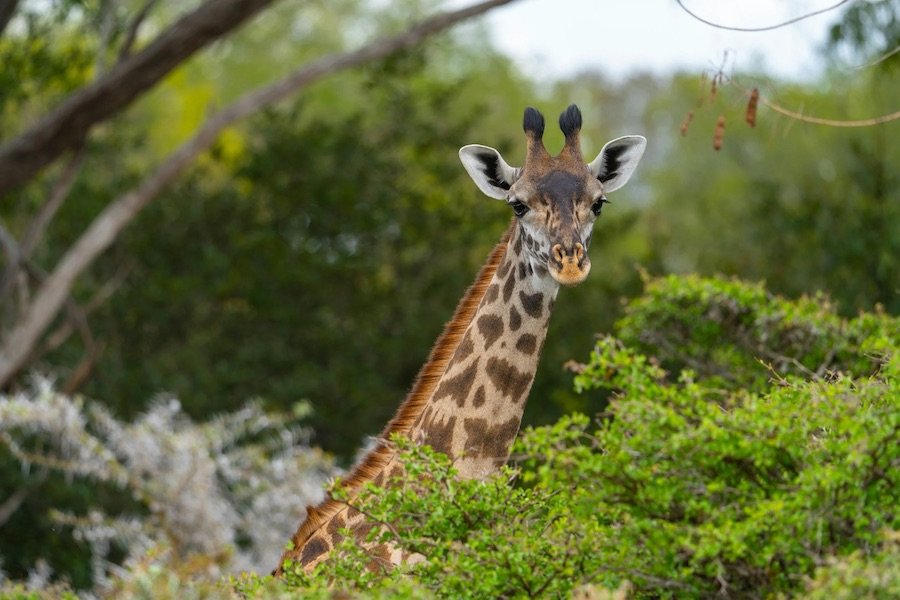 serengeti safaris
