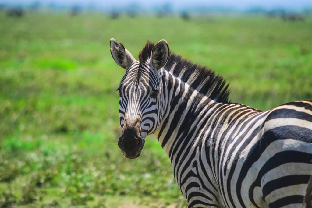 tanzanai ngorongoro crater