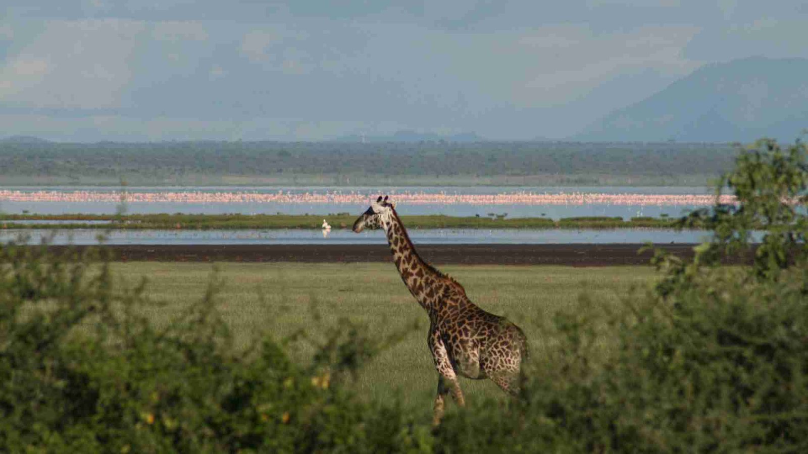 tanzania lake manyara