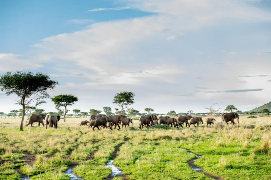 tanzania safaris