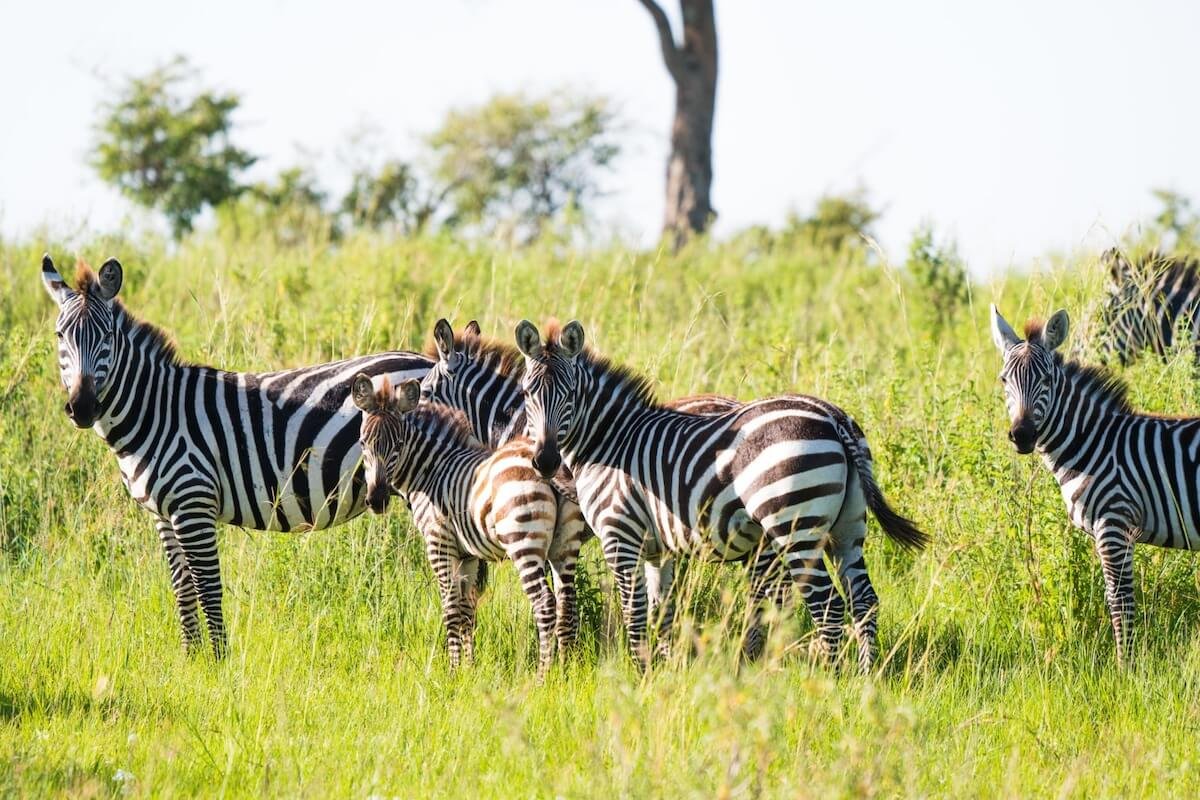tanzania safaris