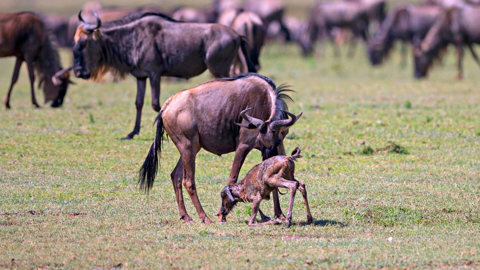 wildebeest calving (1)