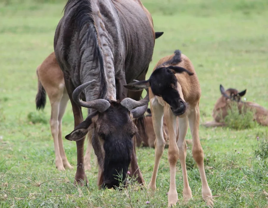 wildebeest-calving season
