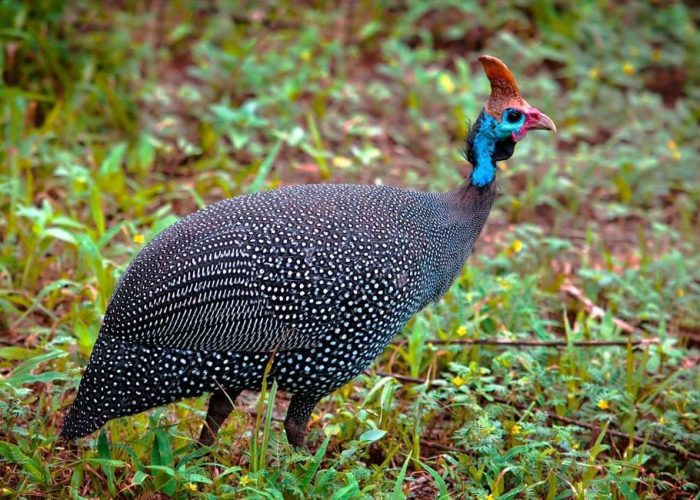 Arusha - Bird - Life