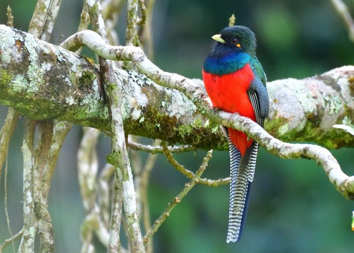 Arusha - Birds - Tanzania