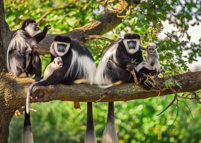 Arusha - Social - Tanzania - Safari