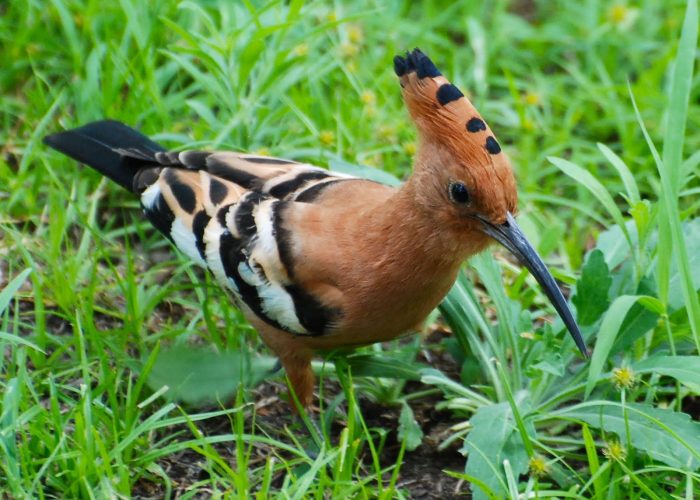 Arusha - Tanzania - Safari