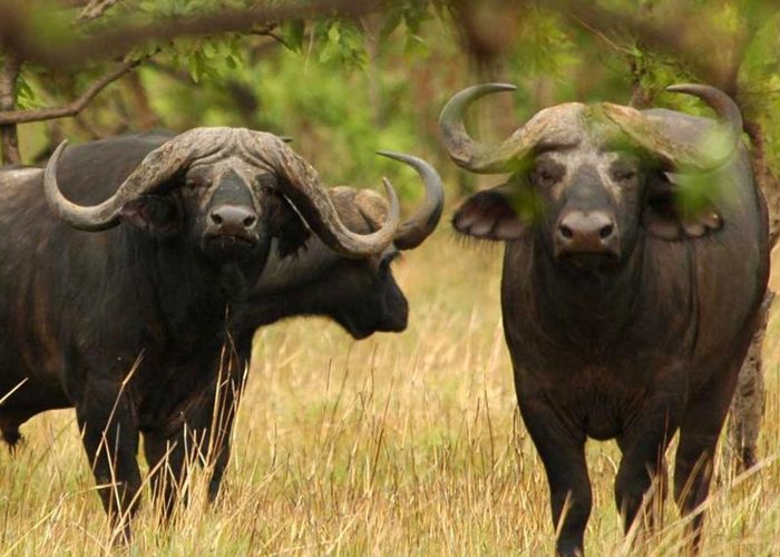 Ausha - Social - Adventure