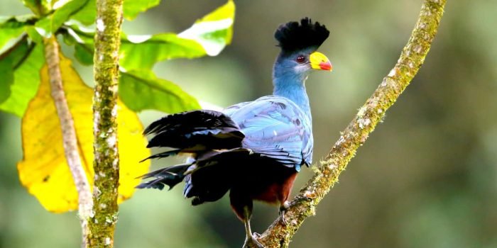 Birding - Tanzania