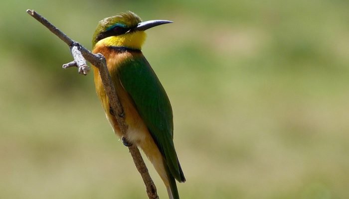 Birds - Manyara - Safari - Adveture