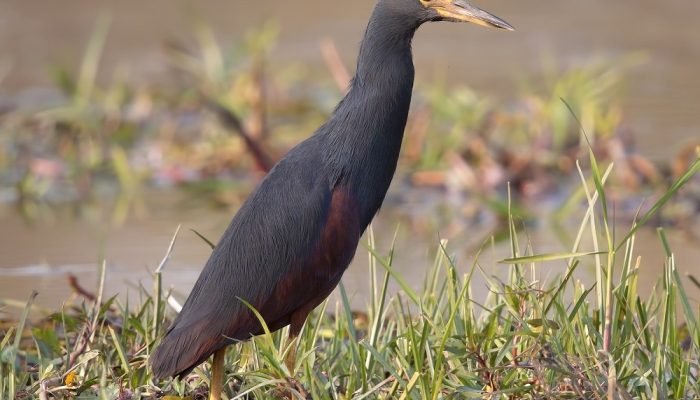 Birds - Manyara - Safari