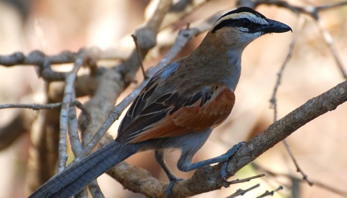 Birds - Mikumi - Tanzania