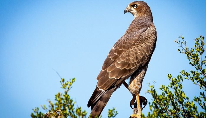 Birds - Ruaha - Adventure