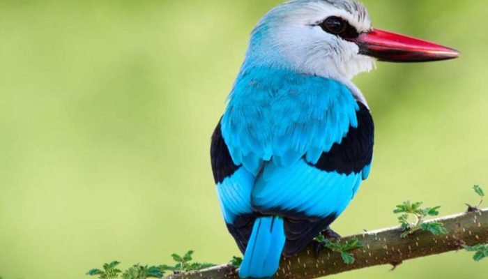 Birds - Ruaha