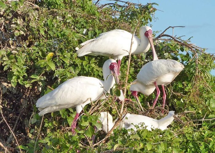 Birds - Tanzania - Adventure