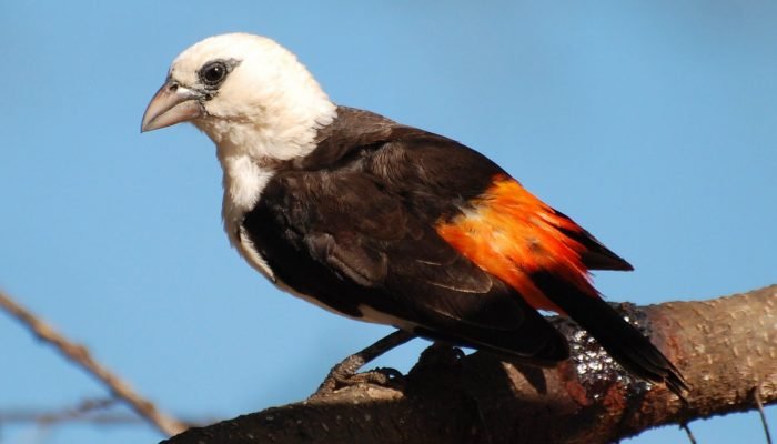 Birds - Tanzania - Safari