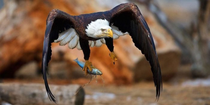 Birds - Tanzania - Safari