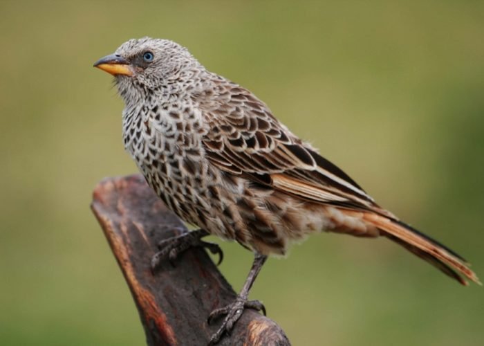 Birds - Tanzania - Safari