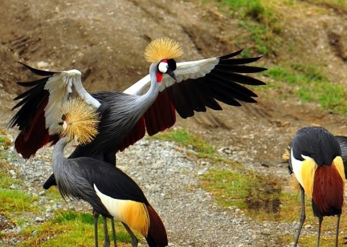 Gray crowned cranes. Serengeti National Park, Tanzania