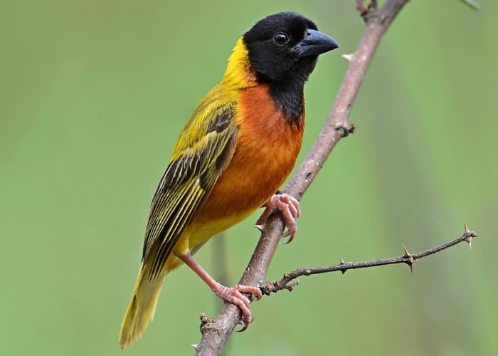 Birds - Tanzania