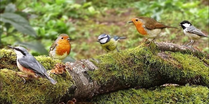 Birds - Tanzania