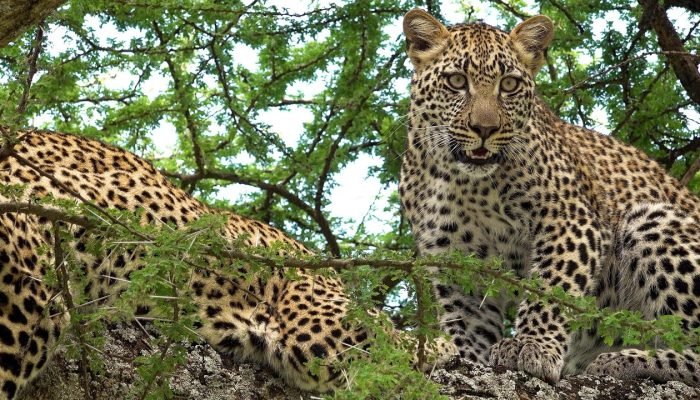 Leopard - Tarangire - Safari