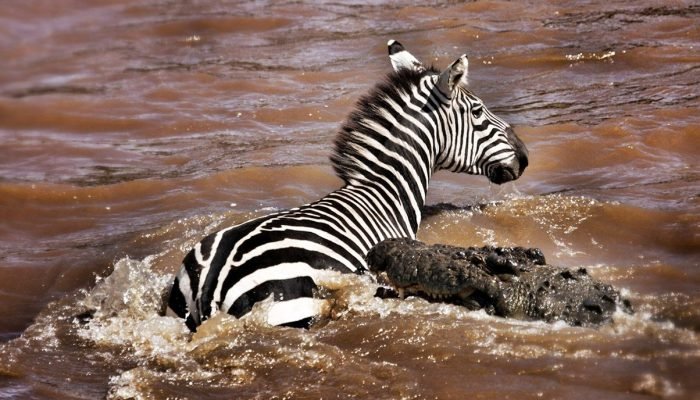 Mara - River - Wildebeest
