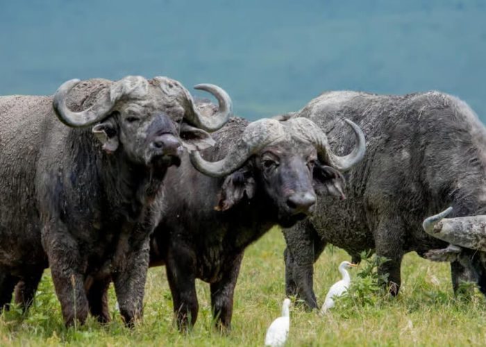 Ngorongoro Big Buffalo
